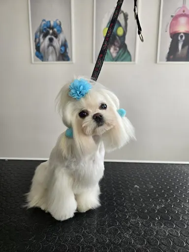 Ania Kwiotek Doggy Groomer